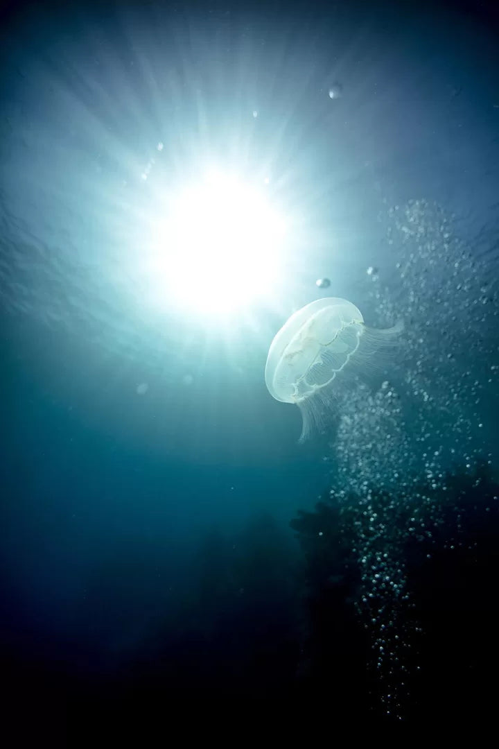 PADI Open Water Diver I Grimstad - Komplett dykkekurs