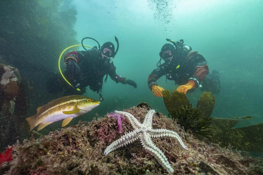 PADI Open Water Diver I Grimstad - Komplett dykkekurs