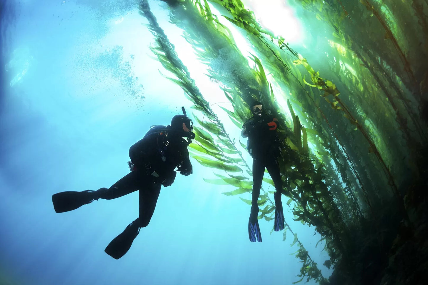 PADI Open Water Diver I Grimstad - Komplett dykkekurs