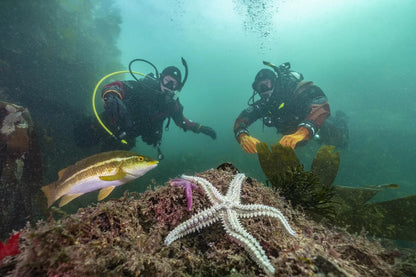 PADI Open Water Diver I Grimstad - Komplett dykkekurs